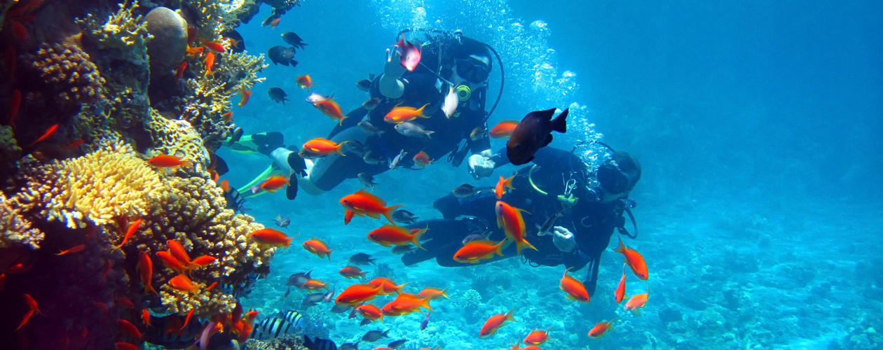 Caribbean Yacht Charters